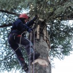 Protecció de fusta per protegir l'arbra dels ancoratges